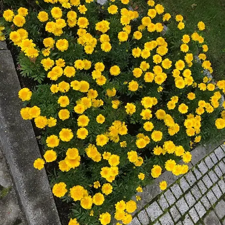 Z Widokiem Na Czantorie W Zeta Park Ustron