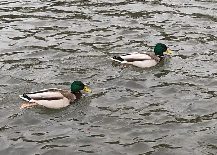 Z Widokiem Na Czantorie W Zeta Park * Устронь